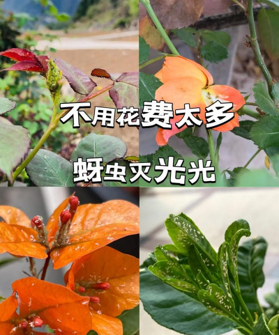菜园怎么种植防虫 菜园怎么种植防虫