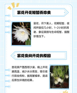 昙花是几什么季节开的 昙花是几什么季节开的
