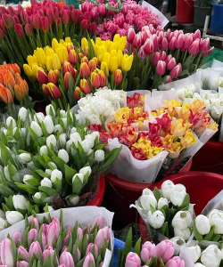 实惠的花有哪些 实惠的花有哪些