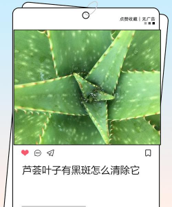 芦荟上为什么会有小黑斑 芦荟上为什么会有小黑斑