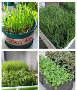 冬季最适合种植什么蔬菜 冬季最适合种植什么蔬菜