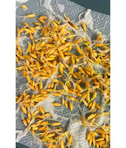 怎么种植野燕麦 怎么种植野燕麦