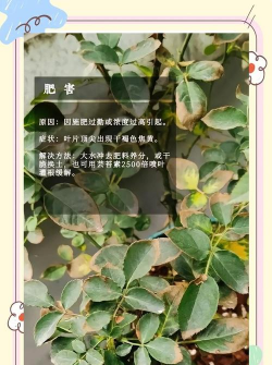 月季花叶子发黄什么病 月季花叶子发黄什么病
