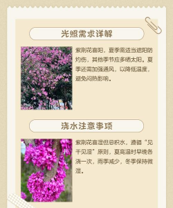 紫荆花什么时候栽 紫荆花什么时候栽