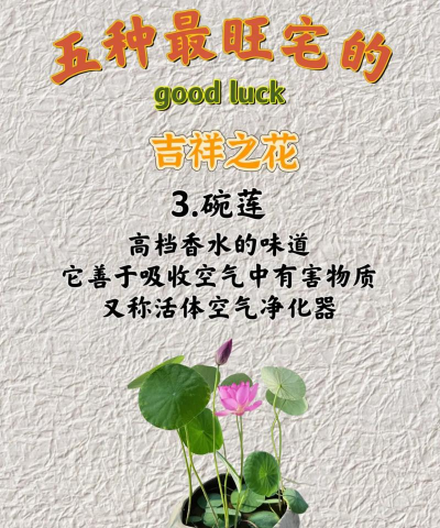 家门口种什么花草吉利 家门口种什么花草吉利