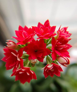 冬天里家里的花有哪些花 冬天里家里的花有哪些花