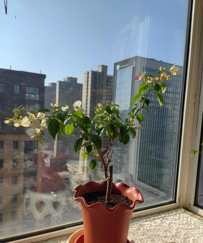 阳台能过冬的花有哪些花 阳台能过冬的花有哪些花