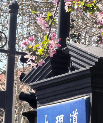 天津近期开的花有哪些花 天津近期开的花有哪些花