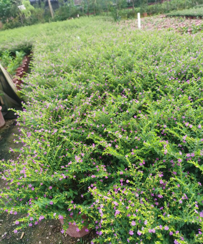 满天星花是什么植物 满天星花是什么植物