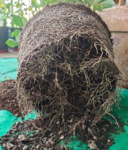 给花换土需要注意什么 给花换土需要注意什么