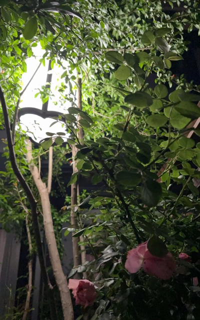 和蔷薇类似的花有哪些花 和蔷薇类似的花有哪些花