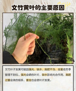 文竹变黄是什么原因 文竹变黄是什么原因