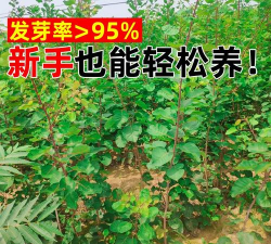 黄栌籽怎么种植 黄栌籽怎么种植