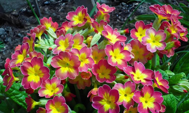 草本春天开的花有哪些花 草本春天开的花有哪些花