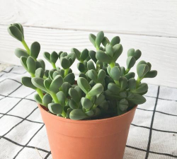 多肉鹿角海棠用什么盆 多肉鹿角海棠用什么盆