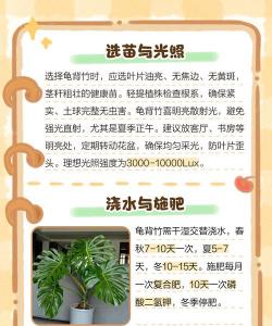 龟背竹用什么盆子养 龟背竹用什么盆子养