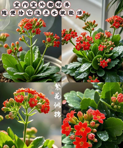 花适合懒人养的花有哪些 花适合懒人养的花有哪些