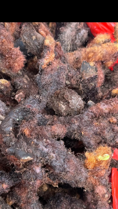 骨碎补怎么种植呢 骨碎补怎么种植呢