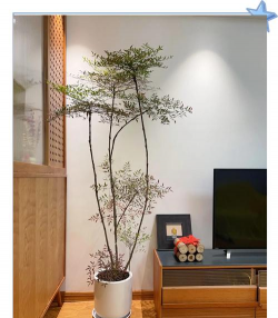 南天竹盆栽用什么盆 南天竹盆栽用什么盆