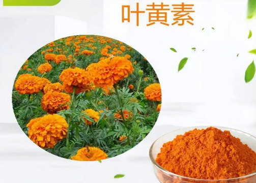 菊花叶发黄用什么药好 菊花叶发黄用什么药好
