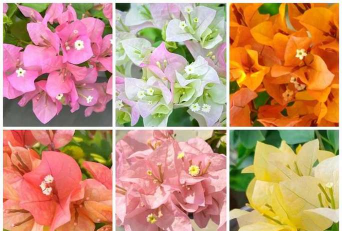 没什么阳光的花有哪些花 没什么阳光的花有哪些花