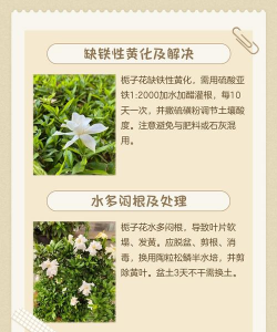 花叶为什么几天就变黄 花叶为什么几天就变黄