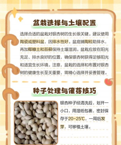 盆栽银杏怎么种植 盆栽银杏怎么种植