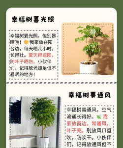 幸福树应该浇什么水 幸福树应该浇什么水