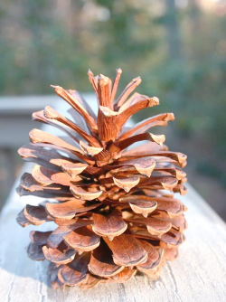 松球果怎么种植 松球果怎么种植