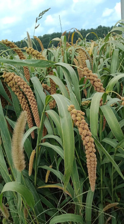 小米怎么种植呀 小米怎么种植呀