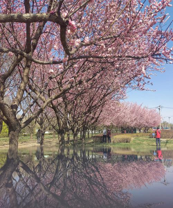 梅花适合什么地方生长 梅花适合什么地方生长