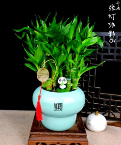 什么季节合适种富贵竹 什么季节合适种富贵竹