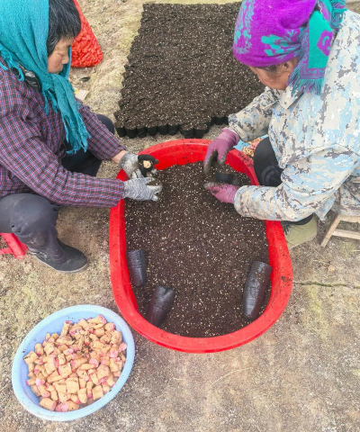 瓜蒌仁怎么种植 瓜蒌仁怎么种植