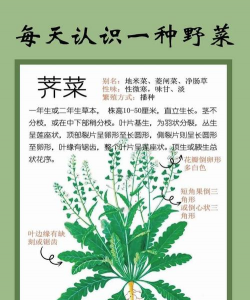 野生荠菜怎么种植 野生荠菜怎么种植