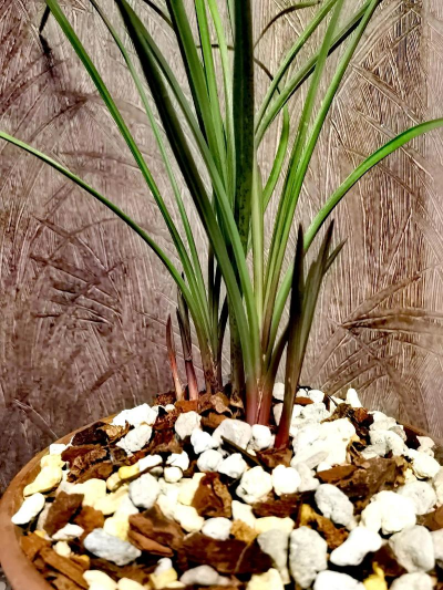 什么花好靓但很难养 什么花好靓但很难养