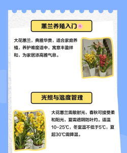 夏天蕙兰怎么种植 夏天蕙兰怎么种植