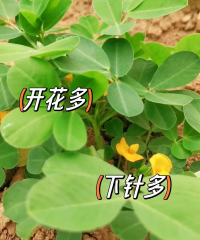 种植花生怎么催芽 种植花生怎么催芽