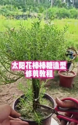 太阳花什么时候适合修剪 太阳花什么时候适合修剪