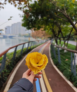 落叶后开的花有哪些花 落叶后开的花有哪些花