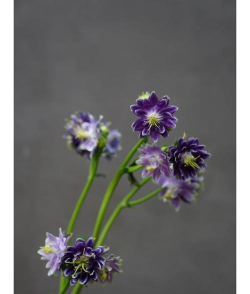 名字很帅的花有哪些花 名字很帅的花有哪些花