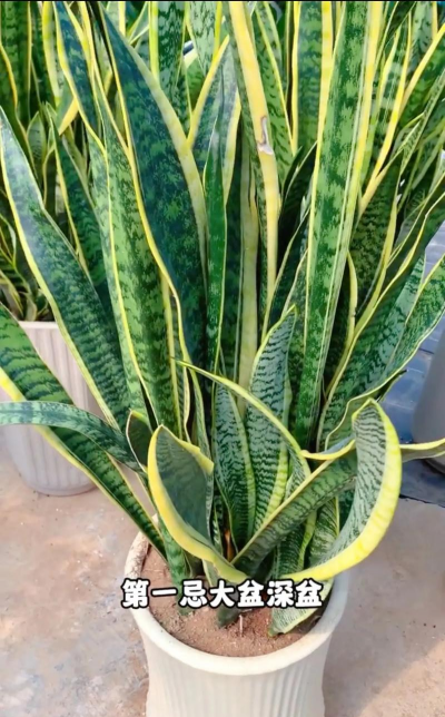 虎皮兰为什么长得慢呢 虎皮兰为什么长得慢呢