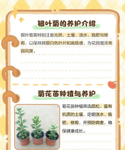 怎么种植菊花叶 怎么种植菊花叶
