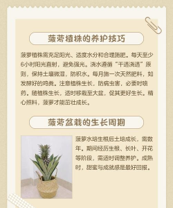 菠萝怎么种植出来 菠萝怎么种植出来