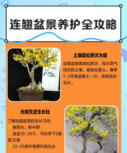 怎么种植小连翘 怎么种植小连翘