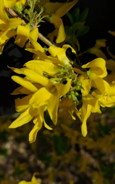 连翘花为什么忘记了季节 连翘花为什么忘记了季节
