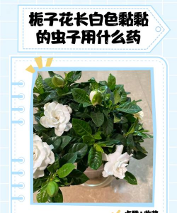 栀子花长虫买什么药 栀子花长虫买什么药