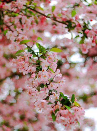 花在春天开放有什么花 花在春天开放有什么花