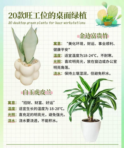 办公室内养什么花最好 办公室内养什么花最好