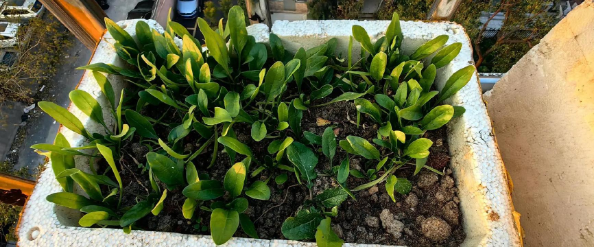 过冬菠菜怎么种植 过冬菠菜怎么种植