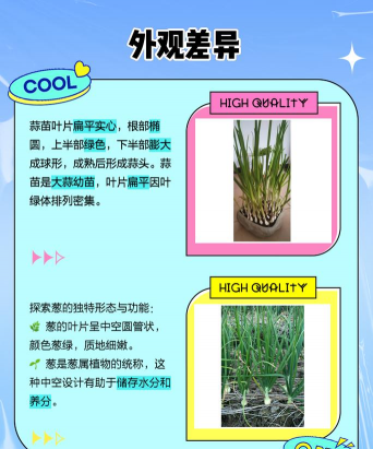 蒜葱怎么种植 蒜葱怎么种植